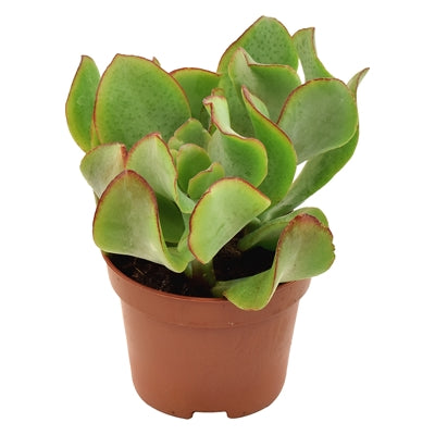 Planta naturala Crassula arb. subsp. undilatifolia H11 cm PS6 cm in pamant