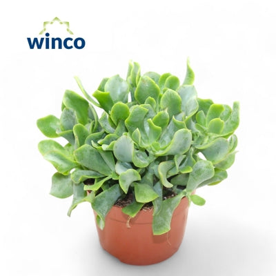 Planta naturala Crassula arb. subsp. undilatifolia H25 cm PS17 cm in pamant
