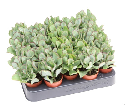Planta naturala Crassula arborescens H10 cm PS5.5 cm in pamant