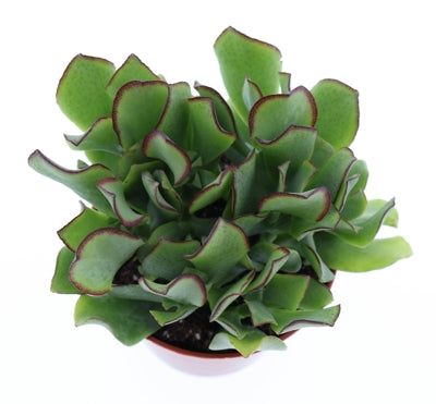 Planta naturala Crassula arborescens H12 cm PS8.5 cm in pamant