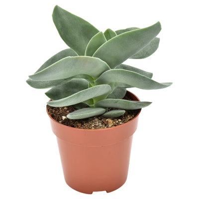 Planta naturala Crassula Boomerang H14 cm PS8.5 cm in pamant