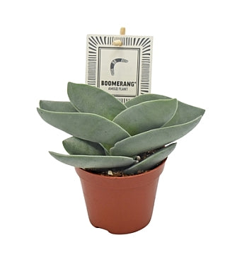 Planta naturala Crassula Boomerang H14 cm PS8.5 cm in pamant