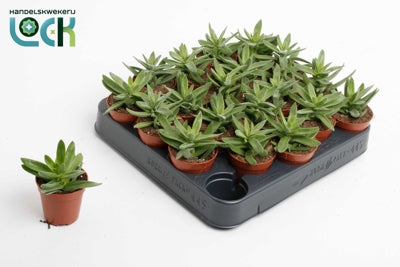 Planta naturala Crassula H10 cm PS5.5 cm in pamant