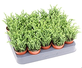 Planta naturala Crassula H10 cm PS5.5 cm in pamant