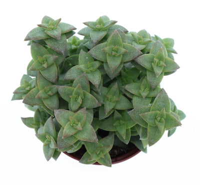Planta naturala Crassula H10 cm PS8.5 cm in pamant