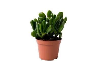 Planta naturala Crassula H12 cm PS6 cm in pamant