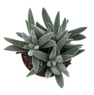 Planta naturala Crassula H12 cm PS8.5 cm in pamant