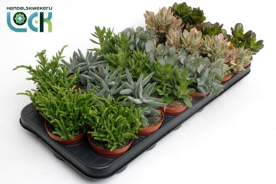 Planta naturala Crassula H15 cm PS8.5 cm in pamant