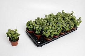 Planta naturala Crassula H15 cm PS8.5 cm in pamant