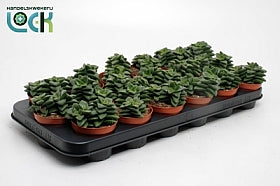 Planta naturala Crassula H15 cm PS8.5 cm in pamant