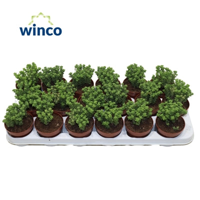 Planta naturala Crassula H18 cm PS8.5 cm in pamant