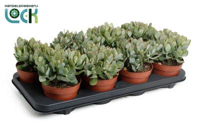 Planta naturala Crassula H20 cm PS12 cm in pamant