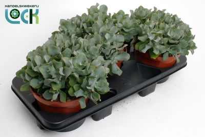 Planta naturala Crassula H30 cm PS17 cm in pamant