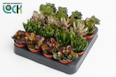 Planta naturala Crassula H5 cm PS5.5 cm in pamant