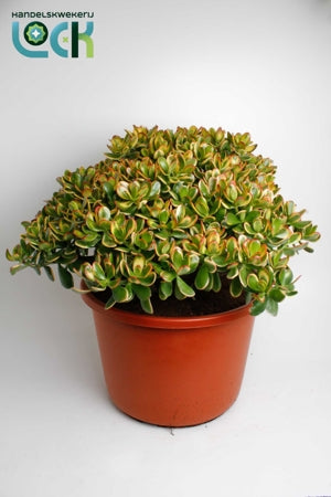 Planta naturala Crassula H65 cm PS44 cm in pamant