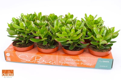 Planta naturala Crassula 'Magical Tree' H15 cm PS12 cm in pamant