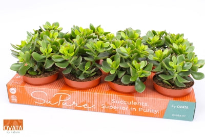 Planta naturala Crassula 'Minova Magic' H20 cm PS12 cm in pamant
