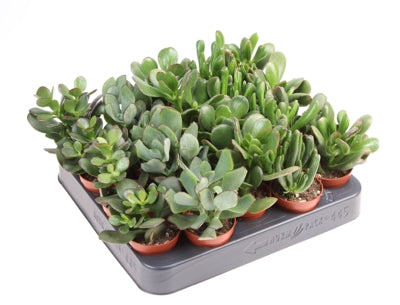 Planta naturala Crassula mixed H10 cm PS5.5 cm in pamant