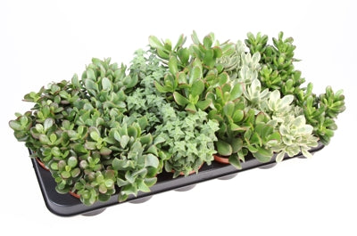 Planta naturala Crassula mixed H12 cm PS8.5 cm in pamant