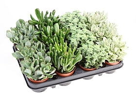 Planta naturala Crassula mixed H12 cm PS8.5 cm in pamant