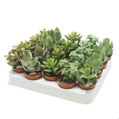 Planta naturala Crassula mixed H13 cm PS5.5 cm in pamant