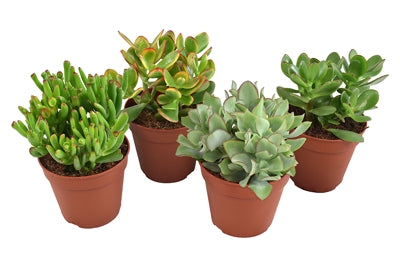 Planta naturala Crassula mixed H17 cm PS12 cm in pamant