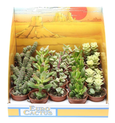 Planta naturala Crassula mixed H8 cm PS5.5 cm in pamant