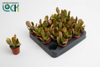 Planta naturala Crassula ovata 'Compact Sunset' H10 cm PS5.5 cm in pamant