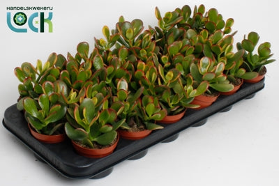 Planta naturala Crassula ovata 'Compact Sunset' H15 cm PS8.5 cm in pamant