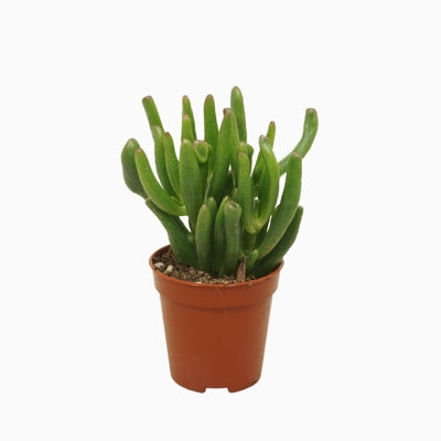 Planta naturala Crassula ovata 'Gollum' H8 cm PS5.5 cm in pamant