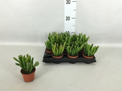 Planta naturala Crassula ovata H14 cm PS6 cm in pamant