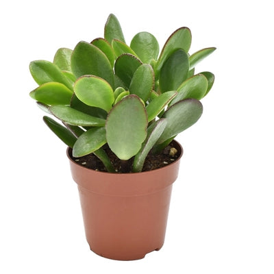 Planta naturala Crassula ovata H14 cm PS8.5 cm in pamant
