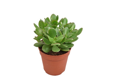 Planta naturala Crassula ovata H19 cm PS12 cm in pamant