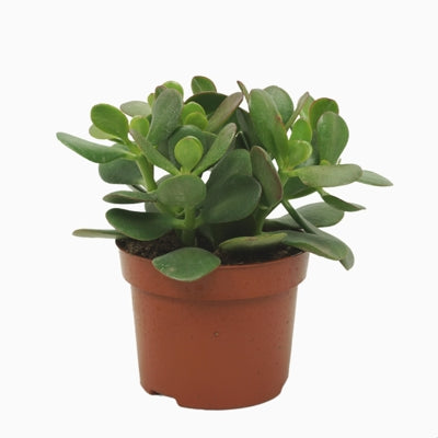 Planta naturala Crassula ovata H24 cm PS12 cm in pamant