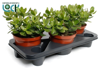 Planta naturala Crassula ovata H35 cm PS17 cm in pamant