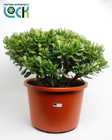 Planta naturala Crassula ovata H70 cm PS44 cm in pamant
