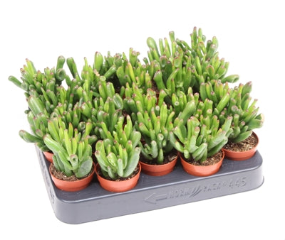 Planta naturala Crassula ovata 'Hobbit' H10 cm PS5.5 cm in pamant