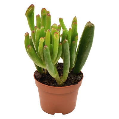 Planta naturala Crassula ovata 'Hobbit' H11 cm PS6 cm in pamant