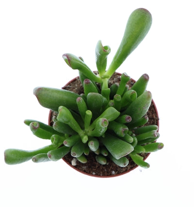 Planta naturala Crassula ovata 'Hobbit' H12 cm PS8.5 cm in pamant