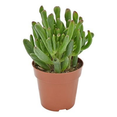 Planta naturala Crassula ovata 'Hobbit' H17 cm PS8.5 cm in pamant
