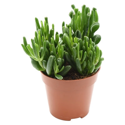 Planta naturala Crassula ovata 'Hobbit' H23 cm PS12 cm in pamant