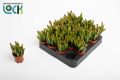 Planta naturala Crassula ovata 'Horn Tree' H10 cm PS5.5 cm in pamant