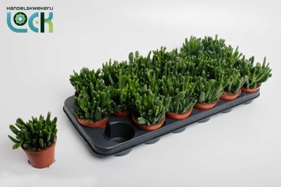 Planta naturala Crassula ovata 'Horn Tree' H15 cm PS8.5 cm in pamant