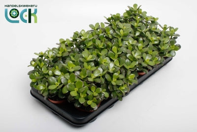 Planta naturala Crassula ovata 'Minor' H10 cm PS8.5 cm in pamant