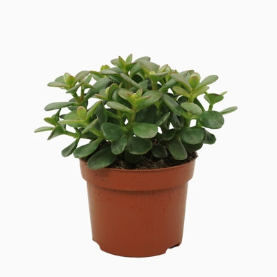 Planta naturala Crassula ovata 'Minor' H20 cm PS12 cm in pamant