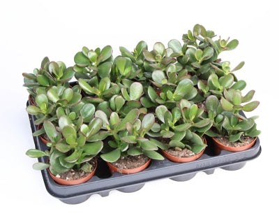 Planta naturala Crassula ovata 'Sunset' H12 cm PS8.5 cm in pamant