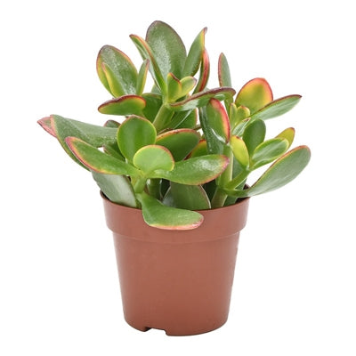 Planta naturala Crassula ovata 'Sunset' H14 cm PS8.5 cm in pamant