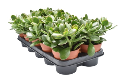 Planta naturala Crassula ovata 'Sunset' H19 cm PS12 cm in pamant