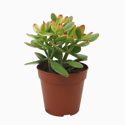 Planta naturala Crassula ovata 'Sunset' H20 cm PS12 cm in pamant