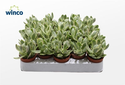 Planta naturala Crassula ovata 'Variegata' H12 cm PS5.5 cm in pamant